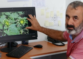 Çanakkale'de çayır tırtılı için 2 hafta teyakkuz