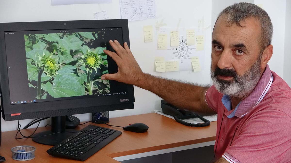 Çanakkale'de çayır tırtılı için 2 hafta teyakkuz