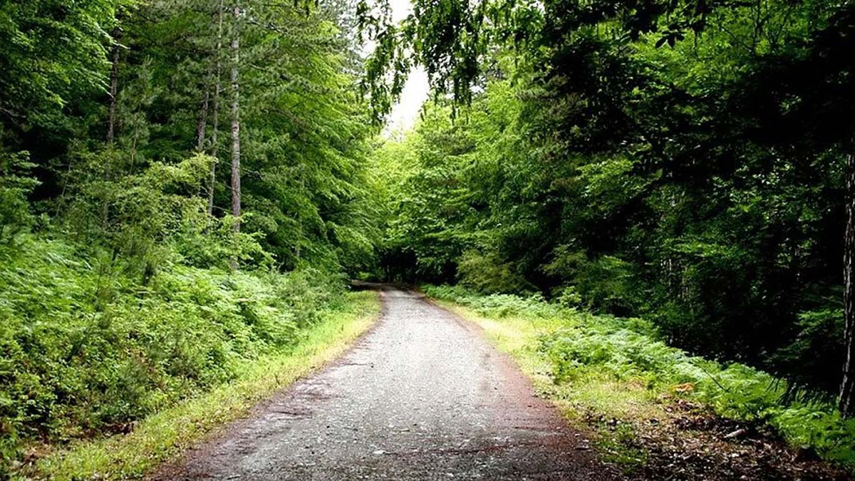 Çanakkale'de ormanlara giriş yasaklandı