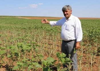 Çayır tırtılı Eskişehir'de ilk kez görüldü