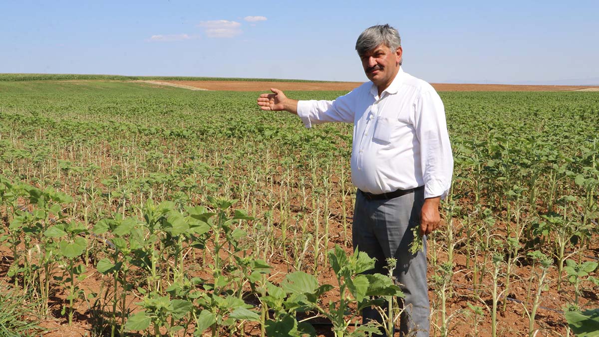 Çayır tırtılı Eskişehir'de ilk kez görüldü
