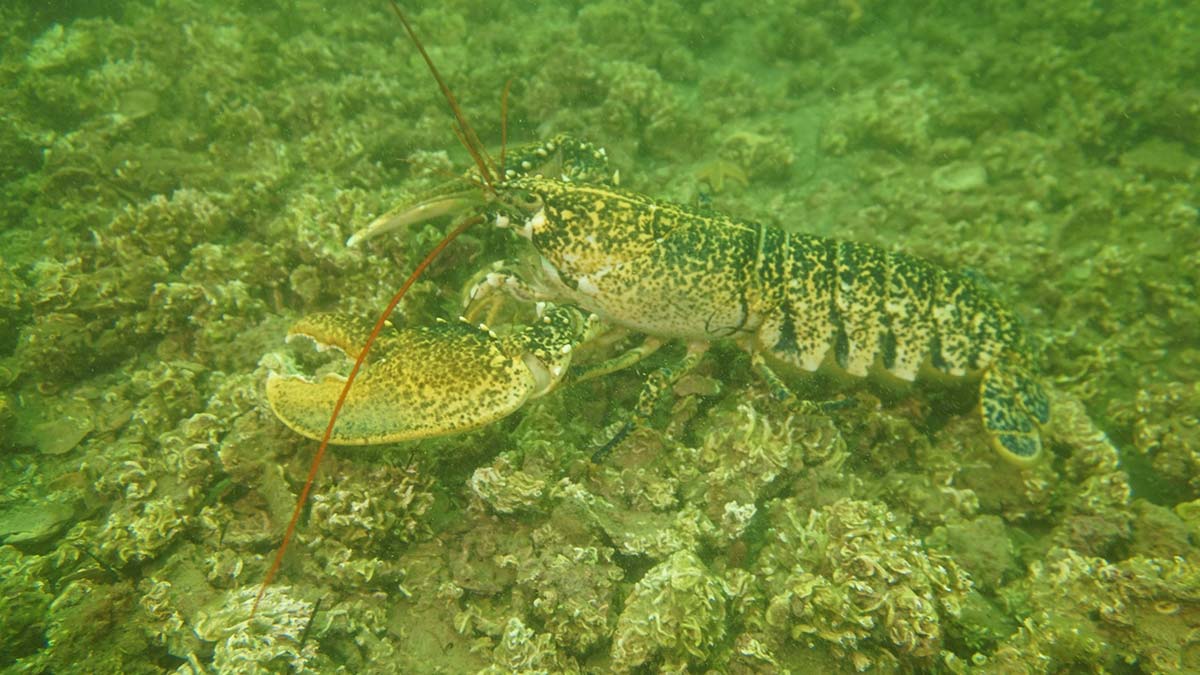 Dardanel'den ıstakoz popülasyonu artışına destek