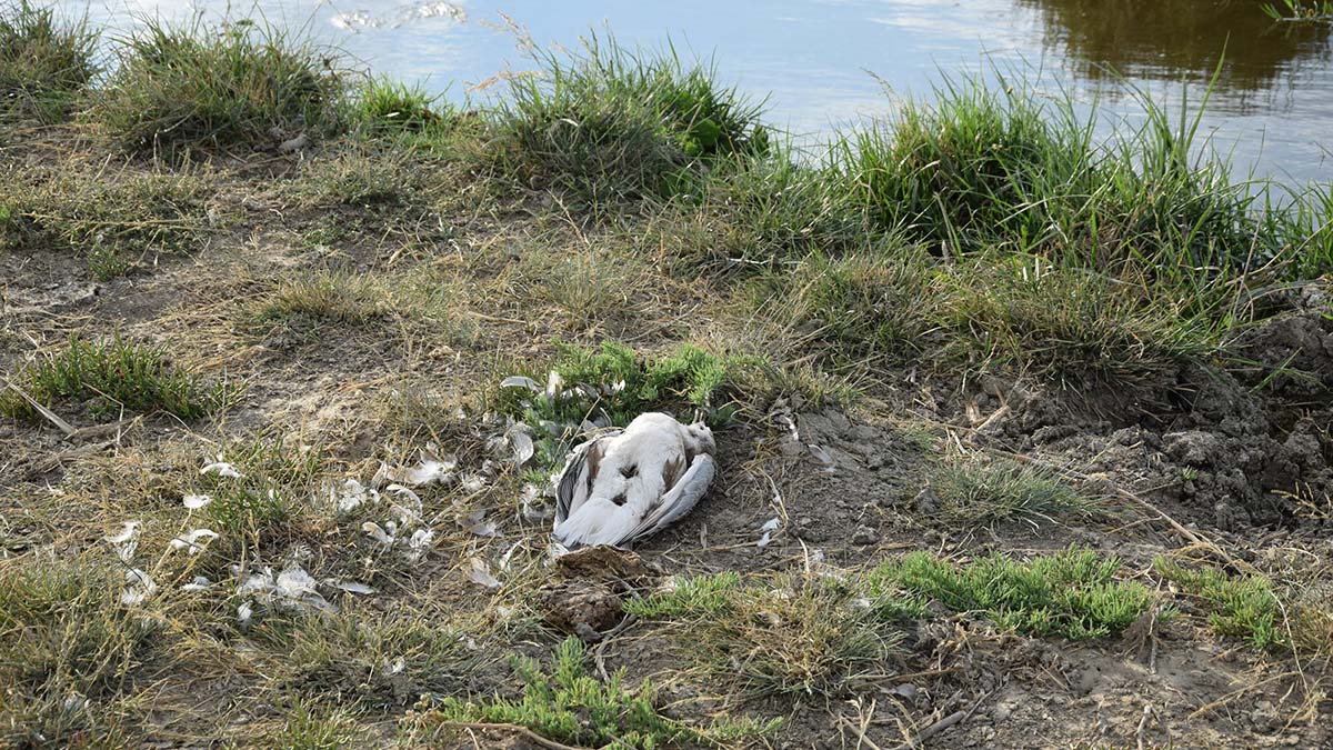 Düden Gölü'ndeki martı ölümlerine inceleme