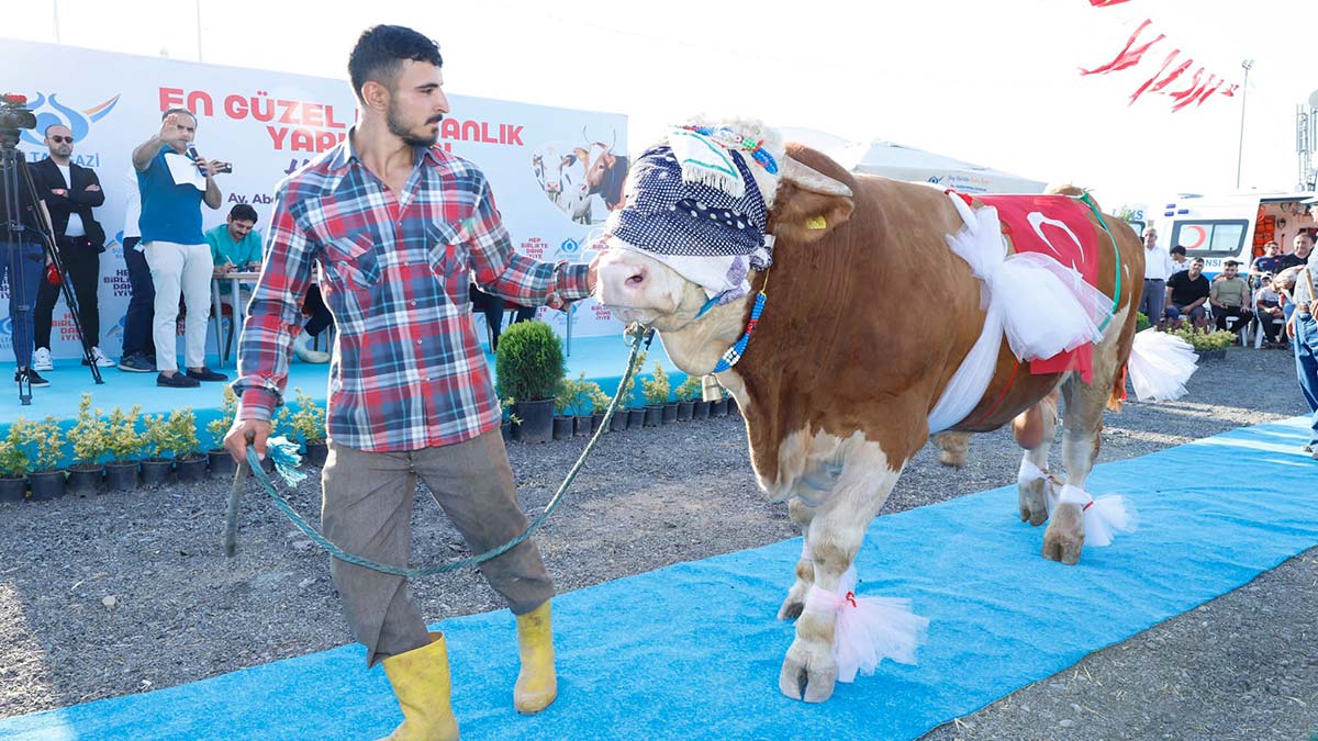 'En büyük ve güzel' kurbanlıklar podyuma çıktı  