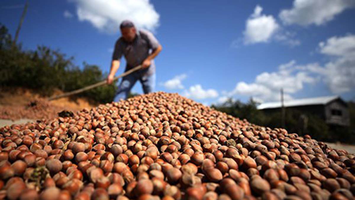 Fındık üreticilerine tarımsal uygulama önerileri