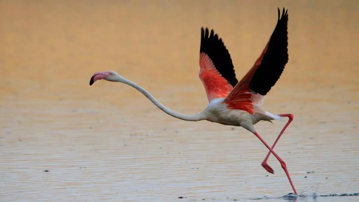 'flamingo yavrularında artış gözlemlendi'