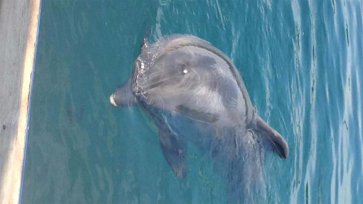Gösteri merkezinde yunus ölümüne tepki