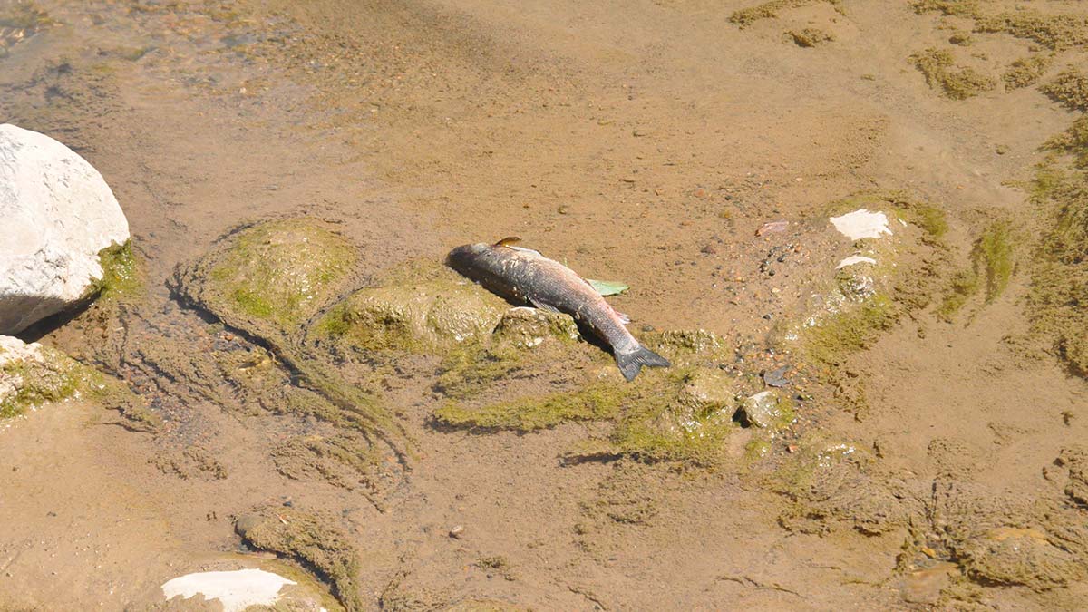 Harşit Çayı'nda toplu balık ölümlerine inceleme