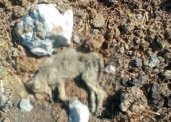 Hatay'da 5 yavru köpek öldürüldü