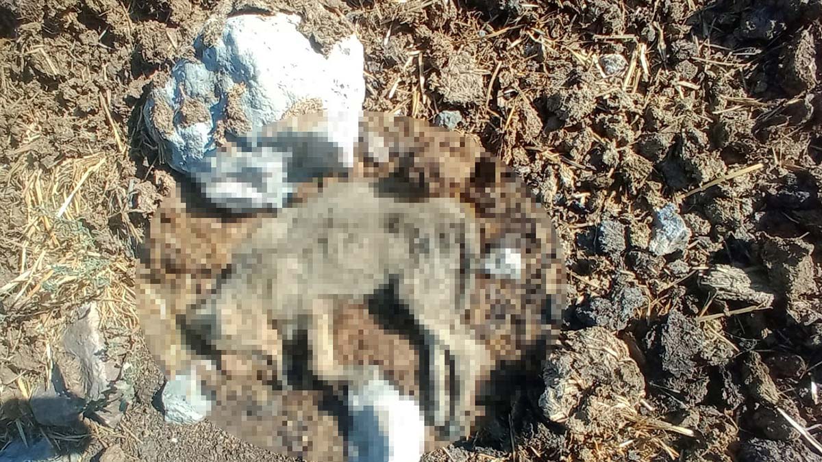 Hatay'da 5 yavru köpek öldürüldü