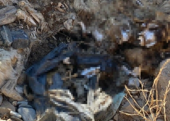 Hayvan bakımevinde toplu köpek katliamı iddiası