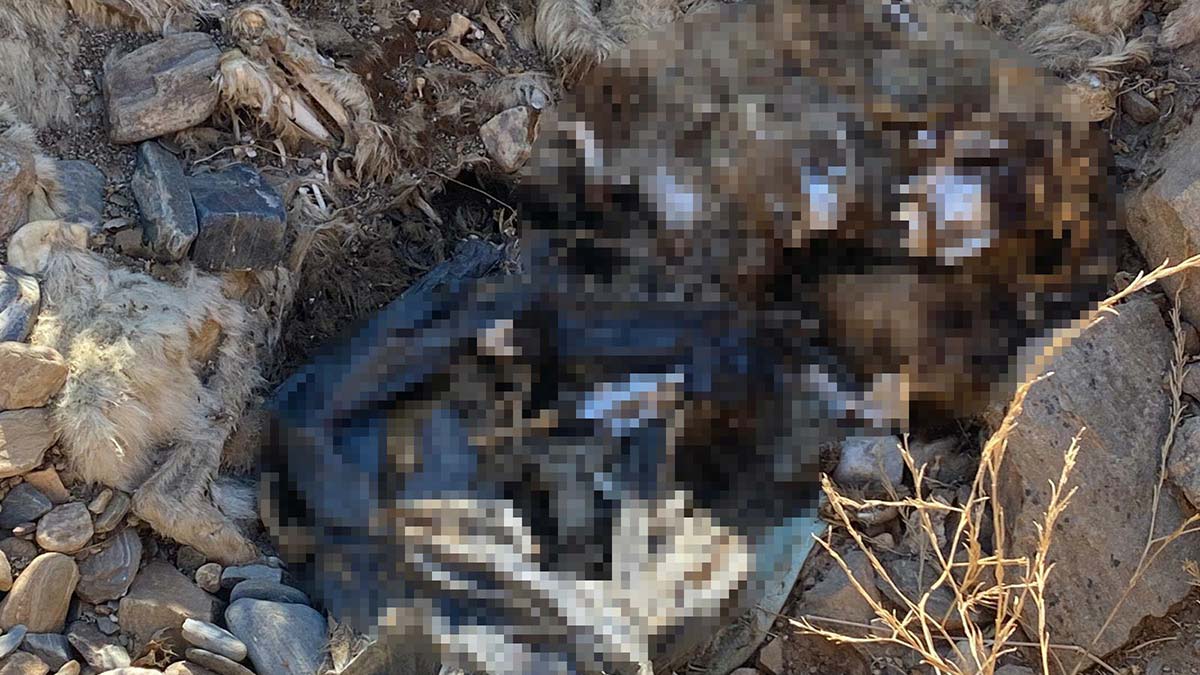 Hayvan bakımevinde toplu köpek katliamı iddiası