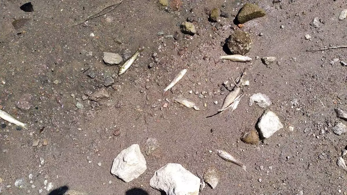 Helvadere göleti'nde balık ölümleri