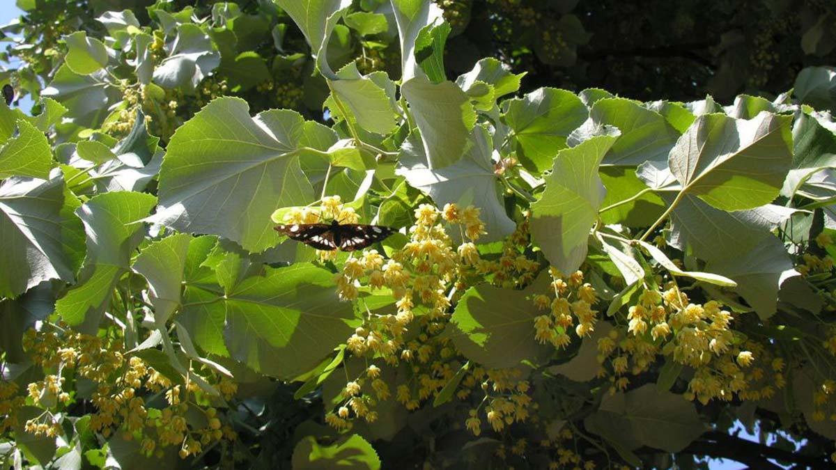 Ihlamurdan ekonomiye 2 milyon dolarlık katkı