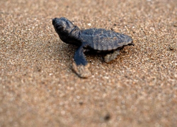 İlk caretta caretta yavrusu, yuvadan çıktı