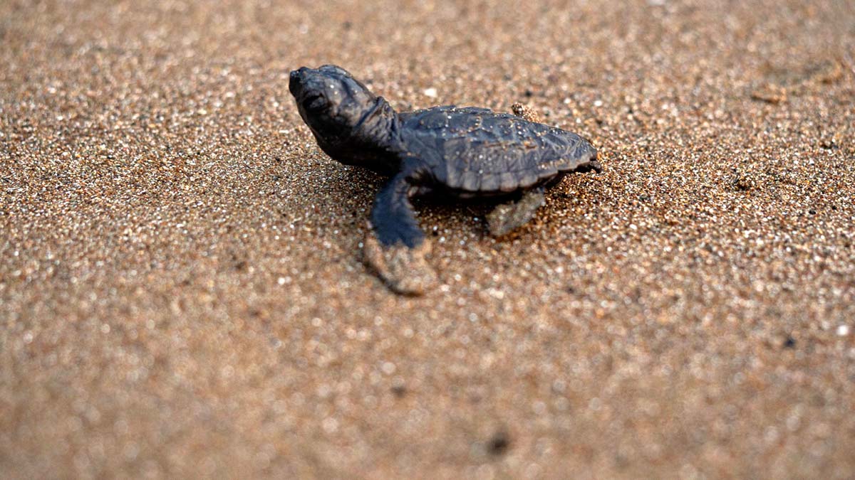 İlk caretta caretta yavrusu, yuvadan çıktı