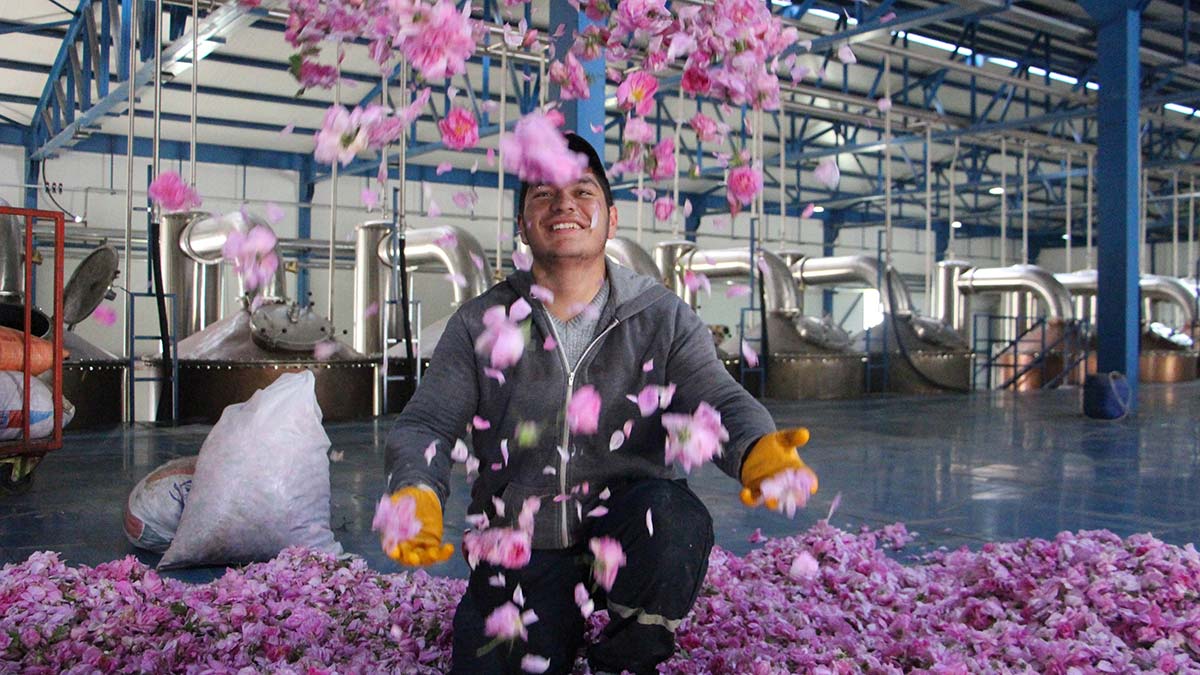 Isparta'da gül hasadından 15 bin ton rekolte