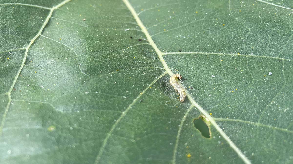 İstanbul'da 4 ilçede çayır tırtılı alarmı