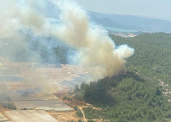 İzmir'de serada çıkan yangın, ormana sıçradı