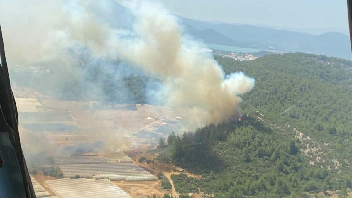 İzmir'de serada çıkan yangın, ormana sıçradı