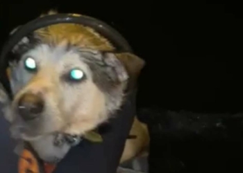 İzmit Körfezi açıklarındaki köpek kurtarıldı