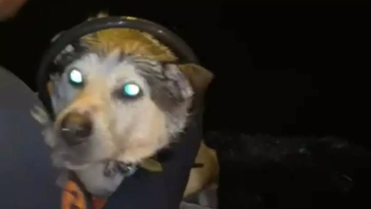 İzmit körfezi açıklarındaki köpek kurtarıldı