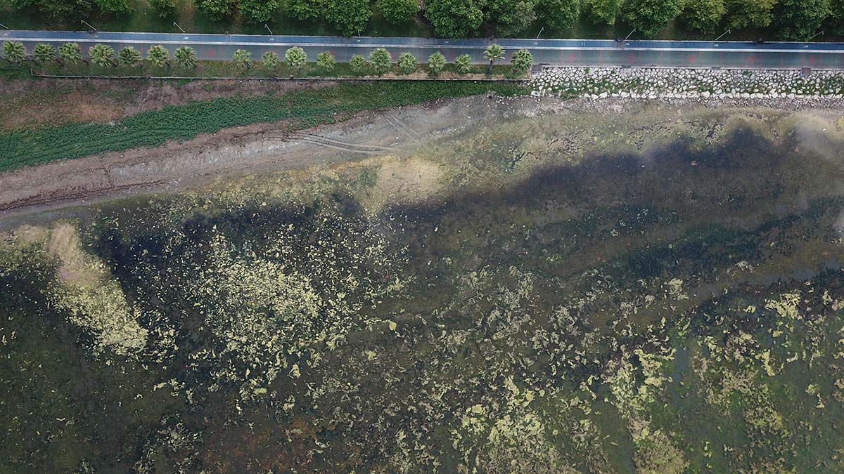 İzmit Körfezi'nde yosunlar su yüzeyini kapladı