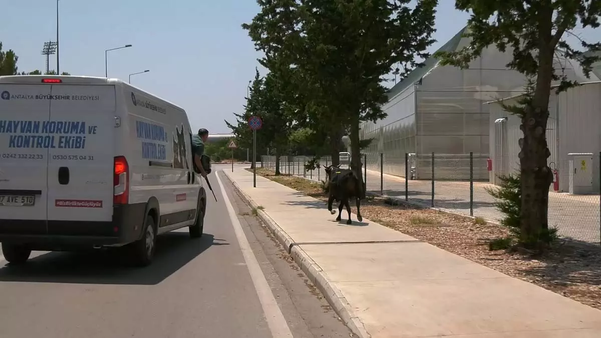 Kacan boga igneyle uyusturulup teslim edildi 1 - yaşam - haberton