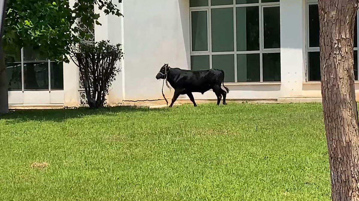 Kaçan boğa iğneyle uyuşturulup teslim edildi