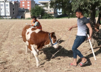 Kaçan kurbanlıklar sahiplerine zor anlar yaşattı