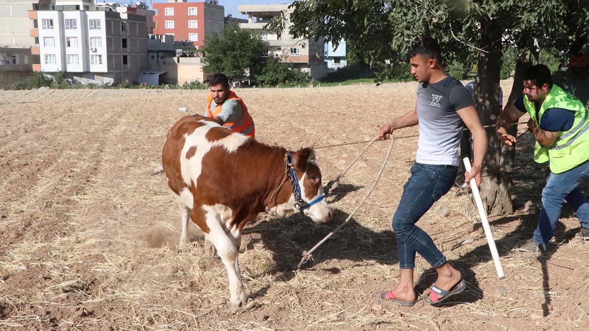 Kaçan kurbanlıklar sahiplerine zor anlar yaşattı