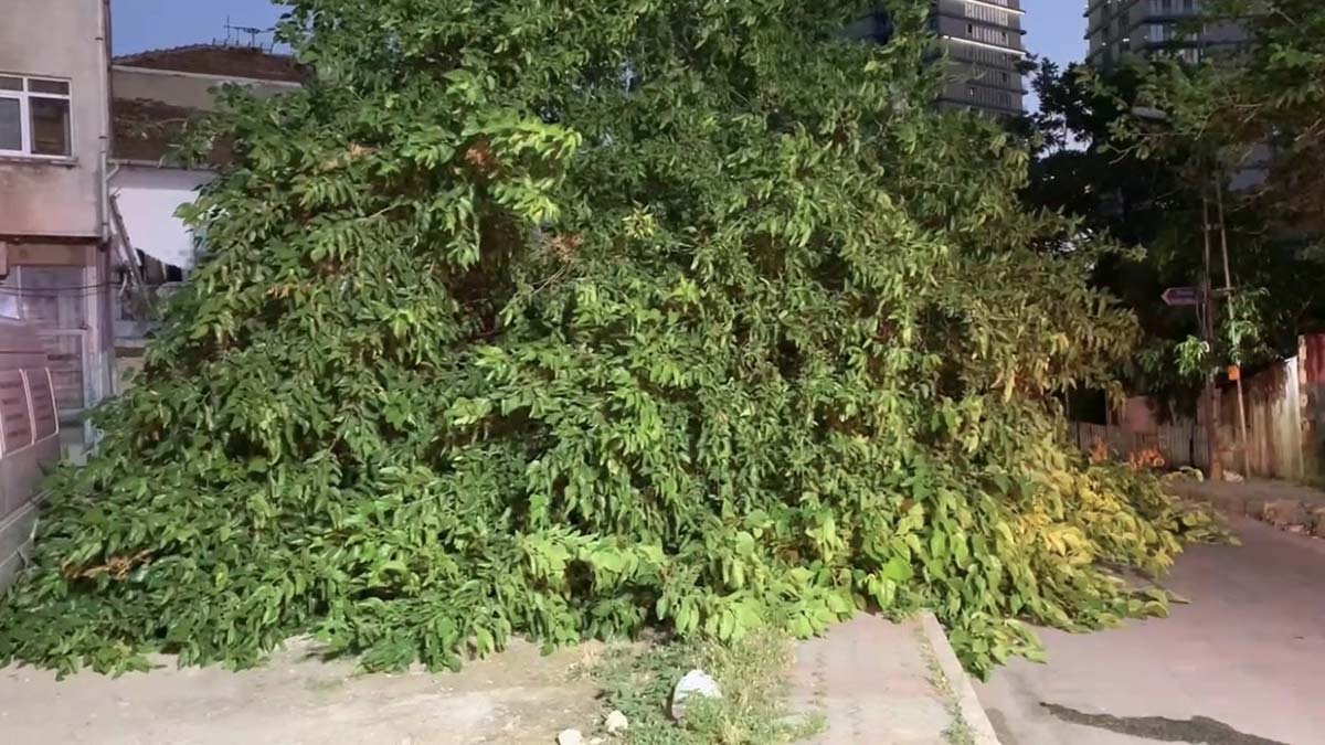 Kadıköy'de ağaç devrildi, yol kapandı