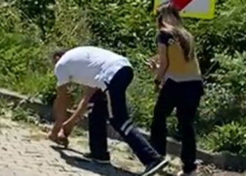 Kaplumbağa ölümlerine dikkat çektiler