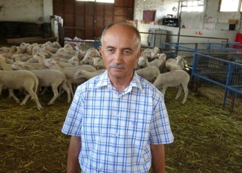 'Kesilecek kurbanlar çok genç olmamalı'