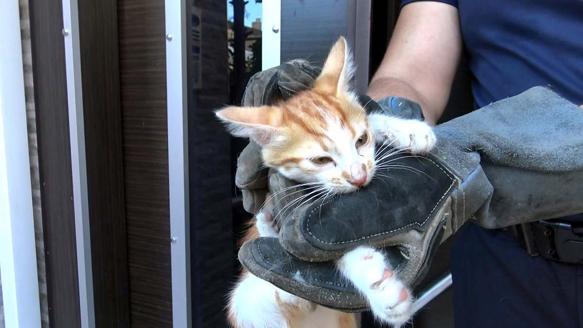 Kombiye sıkışan yavru kediyi itfaiye kurtardı