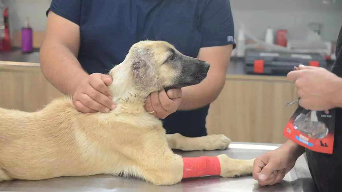 Kulaklari kesilen kopek tedaviye alindi 1 - öne çıkan - haberton