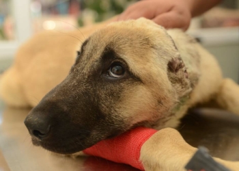 Kulakları kesilen köpek tedaviye alındı