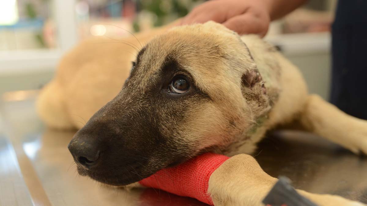 Kulakları kesilen köpek tedaviye alındı
