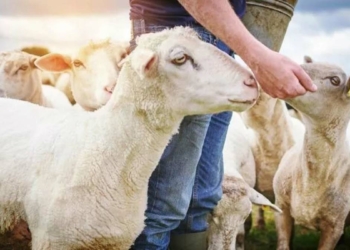 Kurban Bayramı'nın tarihçesi