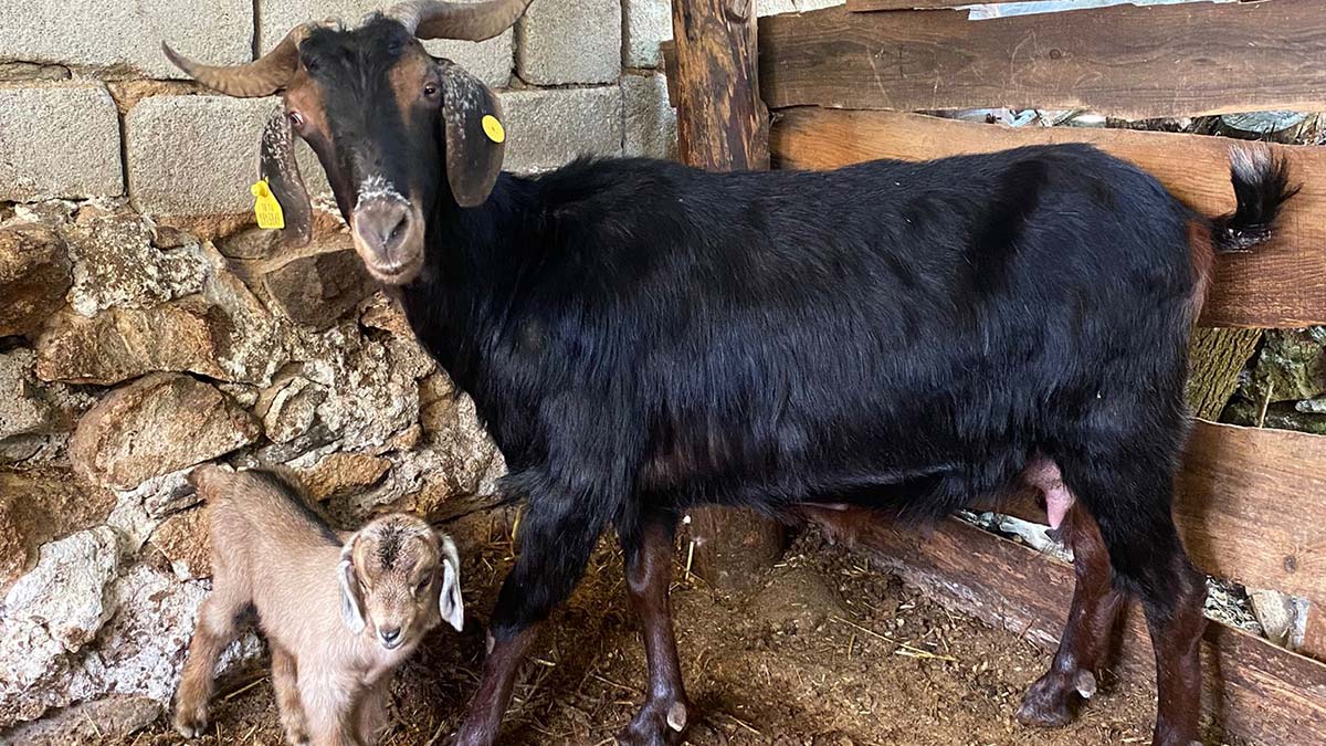 Kurbanlık aldıkları keçi doğum yaptı
