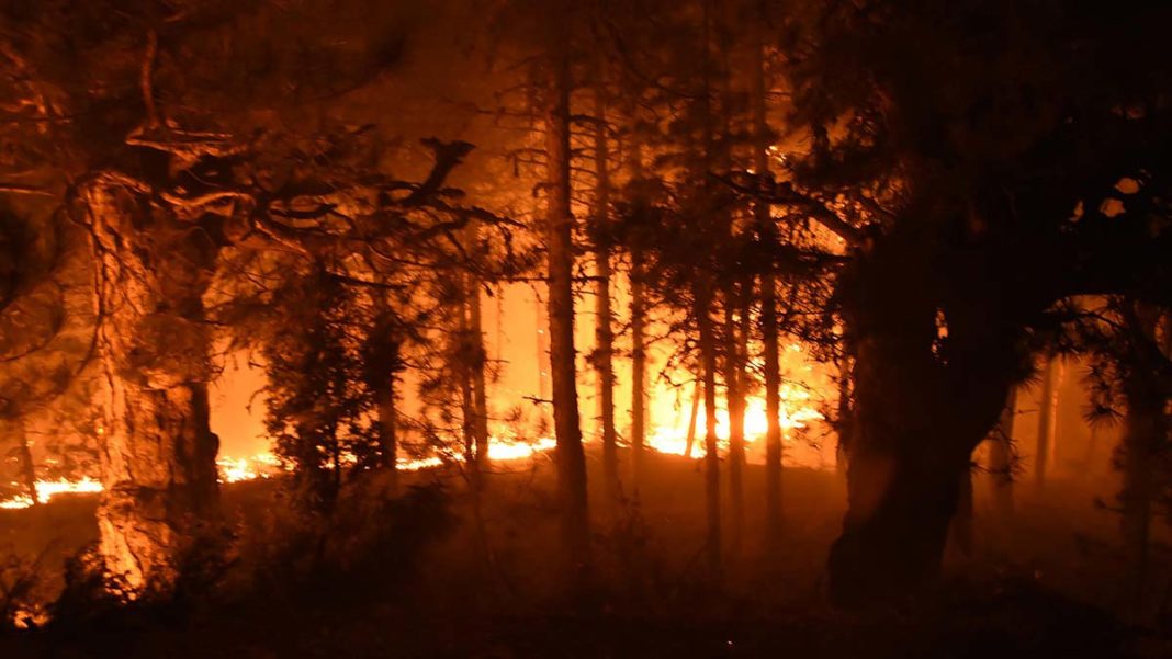 Kütahya Emet'te orman yangını