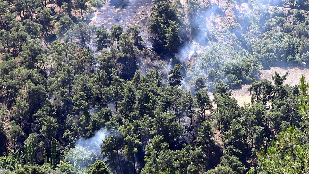 Manisa'da orman yangını 