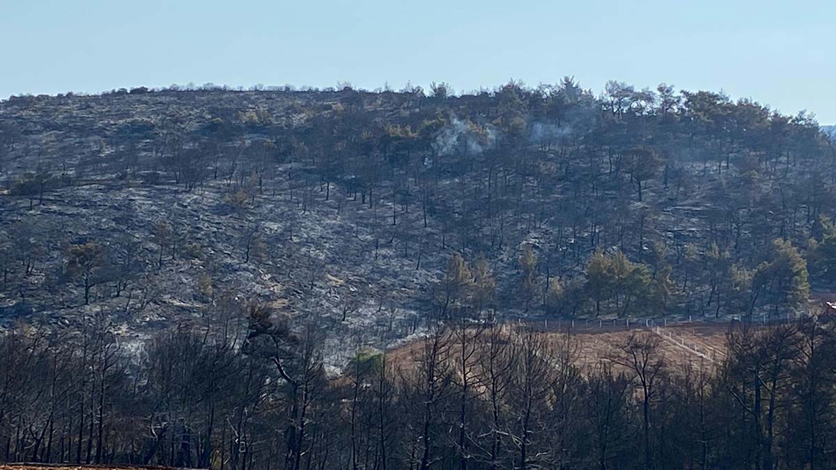Manisa'daki orman yangını kontrol altına alındı