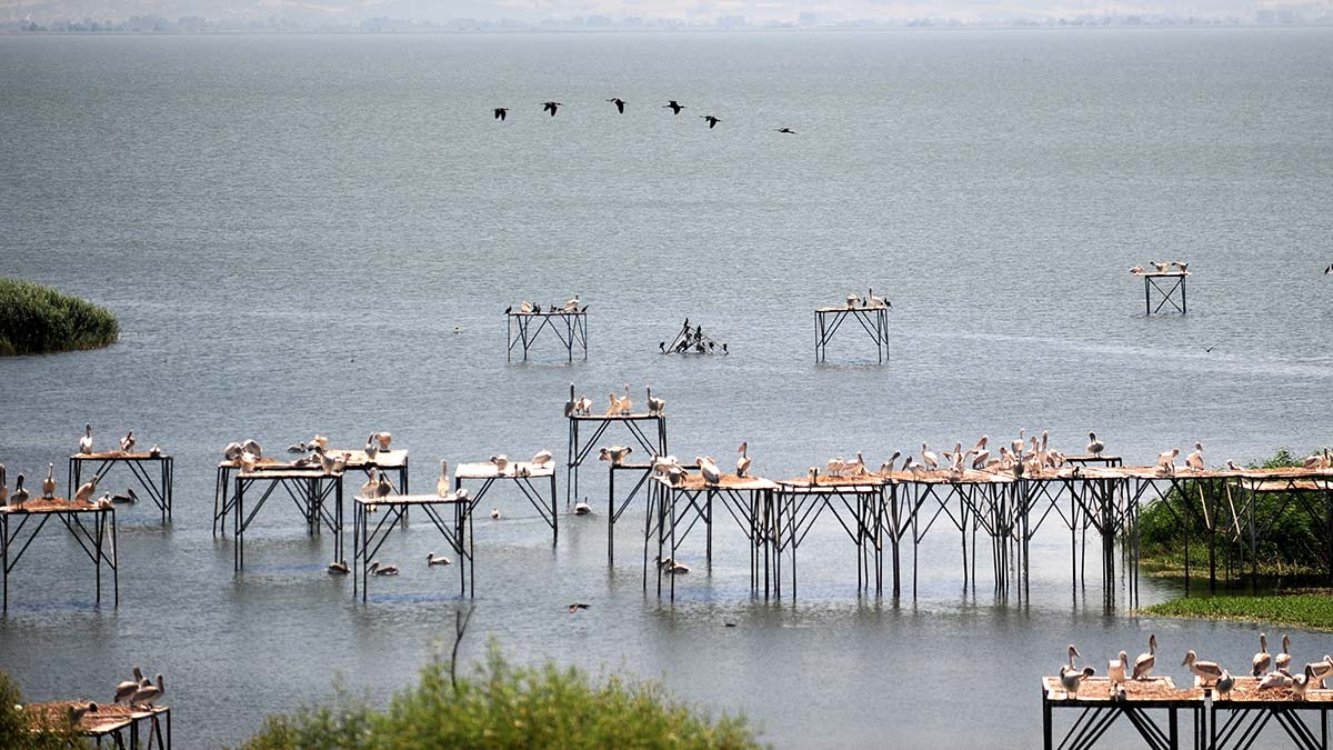 Manyas Kuş Cenneti yavruları uçmaya başladı