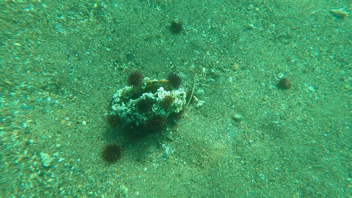 Marmara Denizi'nde denizkestanesi alarmı