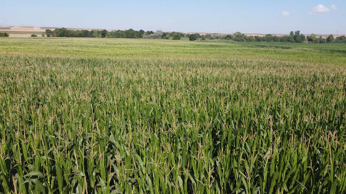 Mısır tarlalarında da çayır tırtılı tehdidi