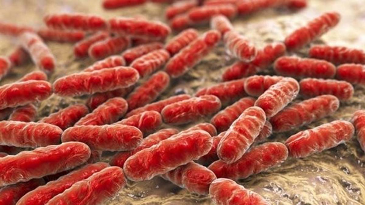 'Ormanda gıda arayışı zoonotik hastalıkları artırdı'