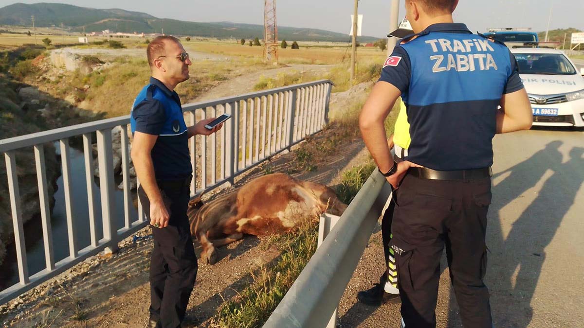 Otomobilin çarptığı kurbanlık öldü, sürücü yaralı