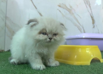 Petshop vitrinlerinden evcil hayvanlar kaldırıldı