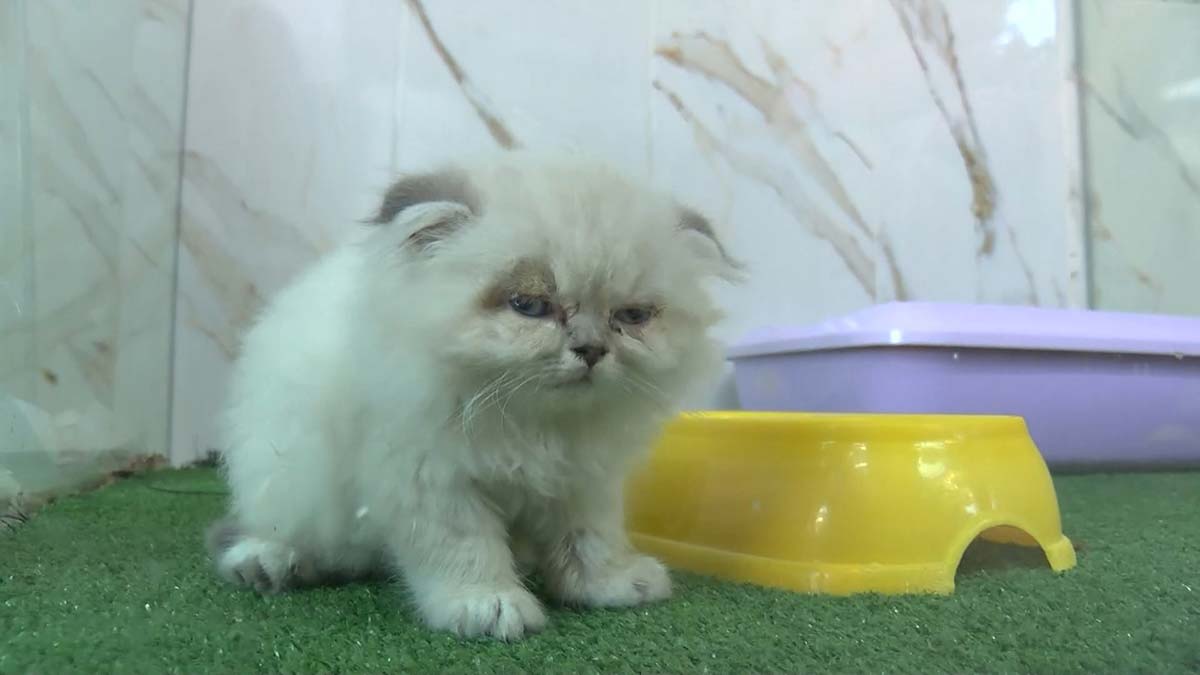 Petshop vitrinlerinden evcil hayvanlar kaldırıldı  